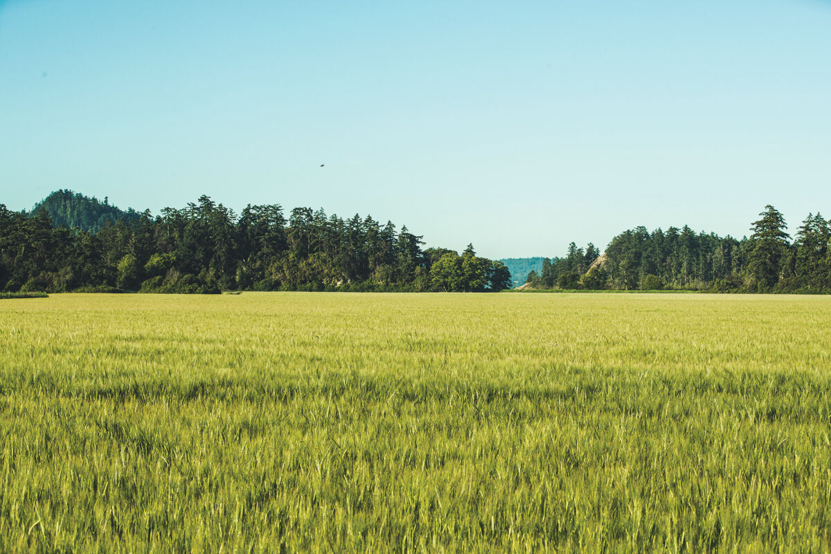 Skagit Valley 2